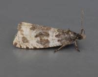 Attēlu rezultāti vaicājumam “Orthotaenia undulana”