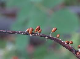 Attēlu rezultāti vaicājumam “Leocarpus sp.”