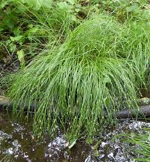 Attēlu rezultāti vaicājumam “Carex appropinquata leaf”
