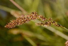 Attēlu rezultāti vaicājumam “Carex paniculata”
