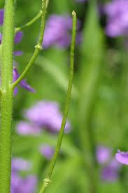 Image result for Hesperis matronalis