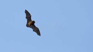 Attēlu rezultāti vaicājumam “Pipistrellus pygmaeus”