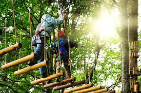 Image result for Go Ape! Dalby