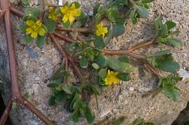 Attēlu rezultāti vaicājumam “Portulaca oleracea flower”