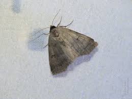 Attēlu rezultāti vaicājumam “Lygephila viciae”