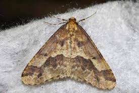 Attēlu rezultāti vaicājumam “Erannis defoliaria”