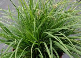 Attēlu rezultāti vaicājumam “Carex digitata”