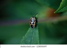 Attēlu rezultāti vaicājumam “Eurydema dominulus imago”