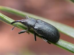 Attēlu rezultāti vaicājumam “Magdalis sp.”