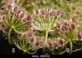 Attēlu rezultāti vaicājumam “Daucus carota subsp. carota fruit”