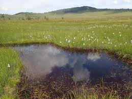 Attēlu rezultāti vaicājumam “Saelania glaucescens sporophyte”