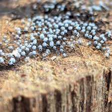 Attēlu rezultāti vaicājumam “Physarum oblatum macro”