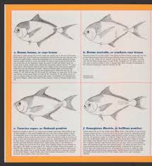 Image result for Eumegistus illustris