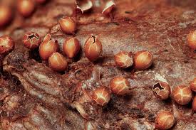 Attēlu rezultāti vaicājumam “Metatrichia sp.”