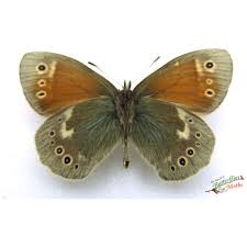 Attēlu rezultāti vaicājumam “Coenonympha tullia”