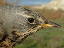 Attēlu rezultāti vaicājumam “Turdus pilaris adult”