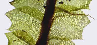 Attēlu rezultāti vaicājumam “Harpanthus flotovianus”