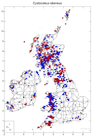 Attēlu rezultāti vaicājumam “Cystocoleus ebeneus”