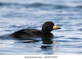 Attēlu rezultāti vaicājumam “Melanitta nigra male”