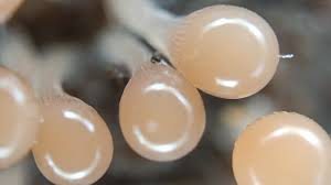 Attēlu rezultāti vaicājumam “Hemitrichia calyculata stalked”