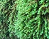 Attēlu rezultāti vaicājumam “Anomodon viticulosus”