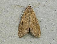 Attēlu rezultāti vaicājumam “Parapoynx stratiotata male”