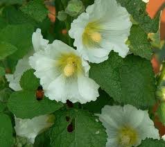 Attēlu rezultāti vaicājumam “Alcea rosea leaf”