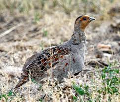 Attēlu rezultāti vaicājumam “Perdix perdix”