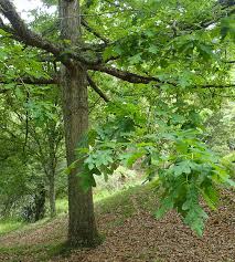 Attēlu rezultāti vaicājumam “Quercus”