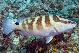 Image result for Epinephelus striatus