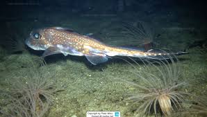 Image result for Hydrolagus colliei