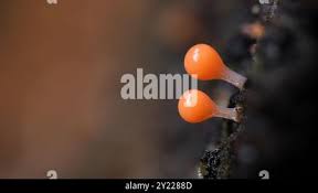 Attēlu rezultāti vaicājumam “Hemitrichia decipiens macro”