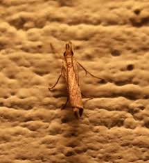 Attēlu rezultāti vaicājumam “Aphomia sociella”