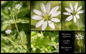 Attēlu rezultāti vaicājumam “Myosoton aquaticum”