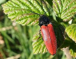 Attēlu rezultāti vaicājumam “Ampedus balteatus”