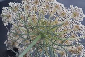 Attēlu rezultāti vaicājumam “Daucus carota subsp. carota leaf”