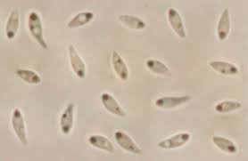 Attēlu rezultāti vaicājumam “Orbilia sp.”