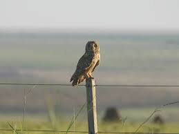 Attēlu rezultāti vaicājumam “Asio flammeus adult”