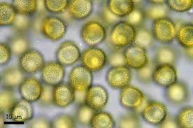 Attēlu rezultāti vaicājumam “Perichaena corticalis macro”