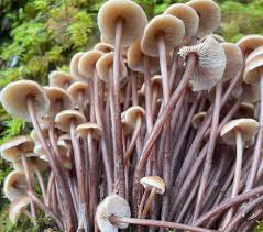 Attēlu rezultāti vaicājumam “Collybia acervata”