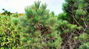 Attēlu rezultāti vaicājumam “Abies mariesii”