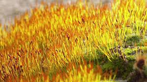 Attēlu rezultāti vaicājumam “Ceratodon purpureus sporophyte”