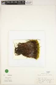 Attēlu rezultāti vaicājumam “Philonotis calcarea”