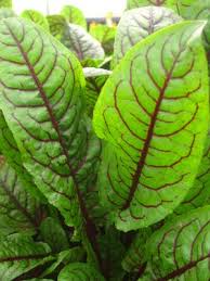 Attēlu rezultāti vaicājumam “Rumex aquaticus leaf”