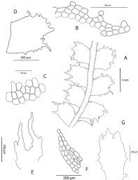 Attēlu rezultāti vaicājumam “Lophocolea”
