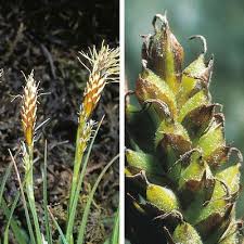 Attēlu rezultāti vaicājumam “Carex caryophyllea”