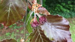 Attēlu rezultāti vaicājumam “Fagus sylvatica female flower”