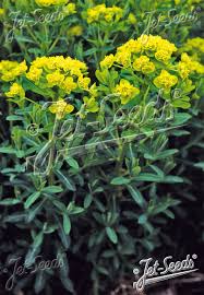 Attēlu rezultāti vaicājumam “Euphorbia palustris leaf”