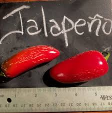 Afbeeldingsresultaat voor jalapeno early hot pepper
