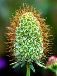 Attēlu rezultāti vaicājumam “Dipsacaceae”